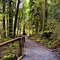 Hiking trail through the wet firest Photograph by Alex Lyubar Hiking trail through the wet firest Photograph by Alex Lyubar