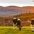 Hilltop Herd Photograph by Tim Kirchoff Hilltop Herd Photograph by Tim Kirchoff