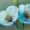 Himalayan Blue Poppy Photograph by American School Himalayan Blue Poppy Photograph by American School