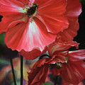 Red Himalayan Poppy Painting by Lynne Pittard Red Himalayan Poppy Painting by Lynne Pittard
