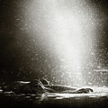 Hippo Blowing Air by Johan Swanepoel Hippo Blowing Air by Johan Swanepoel