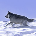 His Majesty Druid Wolf 21M by Mark Miller