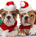 Ho Bulldog Ho Photograph by Warren Photographic Ho Bulldog Ho Photograph by Warren Photographic
