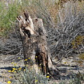 Hollowed Stump in Desert Landscape by Colleen Cornelius Hollowed Stump in Desert Landscape by Colleen Cornelius