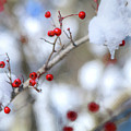 Holly Berries In Snow by Carol Montoya