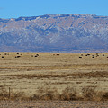 Home on the range Photograph by Robert WK Clark Home on the range Photograph by Robert WK Clark