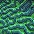 Honduran Brain Coral Photograph by Doug Sturgess Honduran Brain Coral Photograph by Doug Sturgess