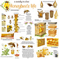 Honey Bees Infographic Drawing by Gina Dsgn Honey Bees Infographic Drawing by Gina Dsgn