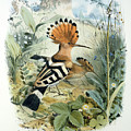 Hoopoe by Edouard Travies Hoopoe by Edouard Travies
