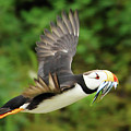 Horned Puffin Photograph by Ted Keller Horned Puffin Photograph by Ted Keller
