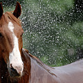 Horse Bath I by Julie Niemela Horse Bath I by Julie Niemela