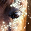 Horse Digital Art by Cepiatone Fine Art Callie E Austin Horse Digital Art by Cepiatone Fine Art Callie E Austin