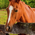 Horse Friends Photograph by Nicole Lloyd Horse Friends Photograph by Nicole Lloyd