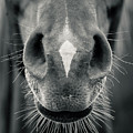 Horse head closeup Black and White Photograph by Dimitar Hristov Horse head closeup Black and White Photograph by Dimitar Hristov