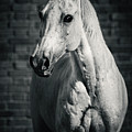 Horse portrait on the brick background II Photograph by Dimitar Hristov Horse portrait on the brick background II Photograph by Dimitar Hristov