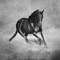 Horse Power Black And White by Michelle Wrighton