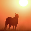 Horse Silhouette Photograph by Wesley Aston Horse Silhouette Photograph by Wesley Aston