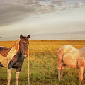 Horses at Kalae Photograph by Susan Rissi Tregoning Horses at Kalae Photograph by Susan Rissi Tregoning