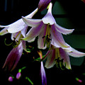 Hostas Blossoms Photograph by Linda Stern Hostas Blossoms Photograph by Linda Stern