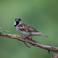 House Sparrow Photograph by Holden The Moment House Sparrow Photograph by Holden The Moment