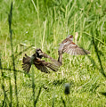 House Sparrows in Flight Photograph by Holden The Moment House Sparrows in Flight Photograph by Holden The Moment