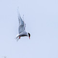 Hovering Arctic Tern Photograph by Torbjorn Swenelius Hovering Arctic Tern Photograph by Torbjorn Swenelius