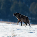 Howling Black Yearling Wolf Photograph by Mark Miller Howling Black Yearling Wolf Photograph by Mark Miller