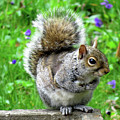 Humble Squirrel Photograph by Linda Stern Humble Squirrel Photograph by Linda Stern
