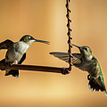 Humming Birds by Allin Sorenson Humming Birds by Allin Sorenson