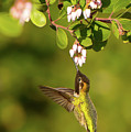Hummingbird and Manzanita blossom by Paul Johnson