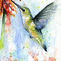Hummingbird and Red Flower Watercolor Painting by Olga Shvartsur Hummingbird and Red Flower Watercolor Painting by Olga Shvartsur