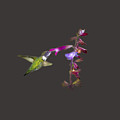 Hummingbird Design Photograph by Mark Andrew Thomas Hummingbird Design Photograph by Mark Andrew Thomas