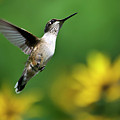 Hummingbird Flight Of Fancy Photograph by Christina Rollo Hummingbird Flight Of Fancy Photograph by Christina Rollo