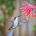Hummingbird Happiness 2 Photograph by Kerri Farley Hummingbird Happiness 2 Photograph by Kerri Farley