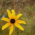 Hummingbird in the Rain Photograph by Gwen Gibson Hummingbird in the Rain Photograph by Gwen Gibson