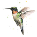 Hummingbird Painting by Olga Shvartsur Hummingbird Painting by Olga Shvartsur