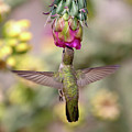 Hummingbird on Cholla Cactus Photograph by Mindy Musick King Hummingbird on Cholla Cactus Photograph by Mindy Musick King