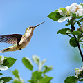 Hummingbird Springtime Photograph by Christina Rollo Hummingbird Springtime Photograph by Christina Rollo