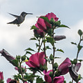 Hummingbird with Rose of Sharon by Photographic Arts And Design Studio