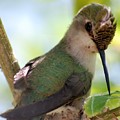 Hummingbird with small nest Photograph by Amy Fose Hummingbird with small nest Photograph by Amy Fose