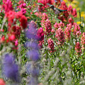 Hummingbird with Wildflowers Photograph by Brett Pelletier Hummingbird with Wildflowers Photograph by Brett Pelletier