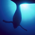 Humpback Whale Megaptera Novaeangliae Photograph by Flip Nicklin Humpback Whale Megaptera Novaeangliae Photograph by Flip Nicklin