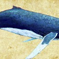 Humpback Whale painting Photograph by Weston Westmoreland Humpback Whale painting Photograph by Weston Westmoreland