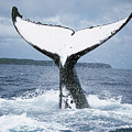 Humpback Whale Tail Tonga by Mike Parry Humpback Whale Tail Tonga by Mike Parry