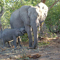 Hungry Elephant Photograph by Karen Zuk Rosenblatt Hungry Elephant Photograph by Karen Zuk Rosenblatt