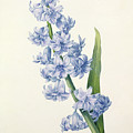 Hyacinth Drawing by Pierre Joseph Redoute Hyacinth Drawing by Pierre Joseph Redoute