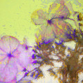 Hydrangea Blossoms Photograph by Julie Lueders Hydrangea Blossoms Photograph by Julie Lueders