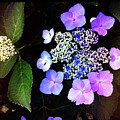 Hydrangea Burst Photograph by Kevyn Bashore Hydrangea Burst Photograph by Kevyn Bashore