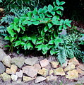 I Heart Gardening Photograph by Allen Nice-Webb I Heart Gardening Photograph by Allen Nice-Webb