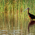Ibis Reflections Photograph by Susan Rissi Tregoning Ibis Reflections Photograph by Susan Rissi Tregoning